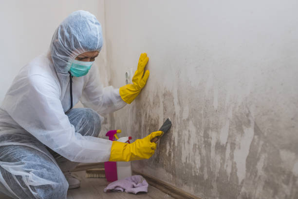 Best Residential Mold Remediation in Fussels Corner, FL