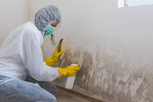 Best Emergency Mold Remediation in Fussels Corner, FL