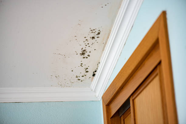 Best Industrial Mold Remediation in Fussels Corner, FL