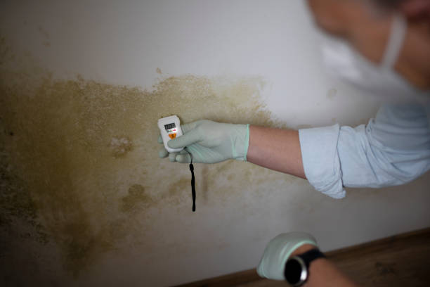 Best Emergency Mold Remediation in Fussels Corner, FL