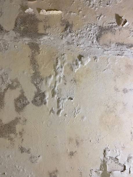 Best Preventive Mold Services in Fussels Corner, FL
