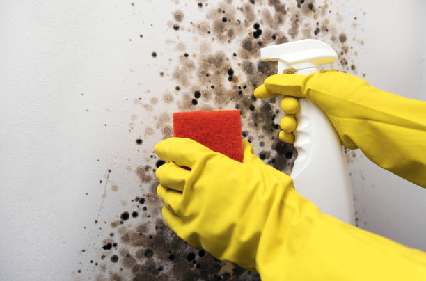 Best Insurance-Related Mold Remediation in Fussels Corner, FL