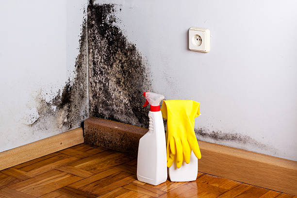 Best Basement Mold Remediation in Fussels Corner, FL