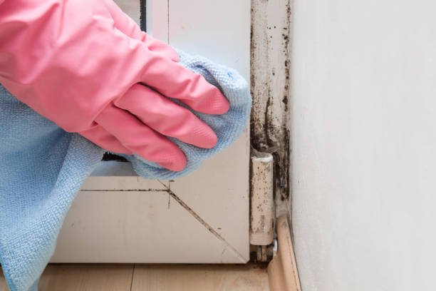 Best DIY Mold Remediation Support Services in Fussels Corner, FL