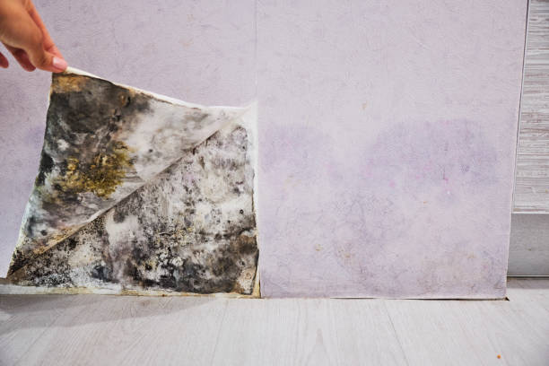 Best Mold Remediation for Schools in Fussels Corner, FL